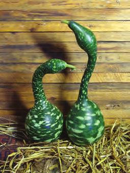 00 Speckled Swan: Aptly-named, the long, 12-16 gourd is ideal