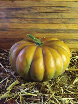 Indian Doll: Large, flat-shaped pumpkin with deep ribs.