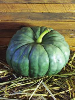 Jarrahdale: A unique slate blue-greengrey pumpkin from New Zealand.