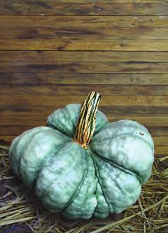 One Too Many: These round or oblong pumpkins have a white