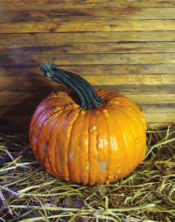 Flatso: Small, flat-oval shaped, dark orange pumpkins with