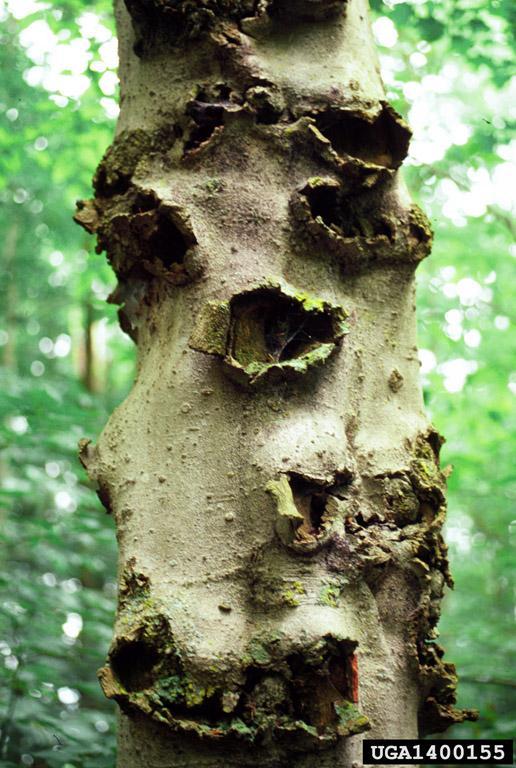 beech bark disease (Neonectria