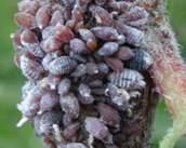 insect pest that weakens the tree by