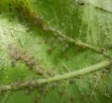 - The body of this aphid has a waxy