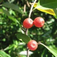 7/1 10/7 Common blackberry Rubus sp.