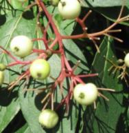 Solanum dulcamara 7/21 10/3 Stiff