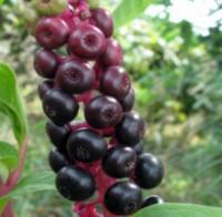 Elderberry Sambucus canadensis