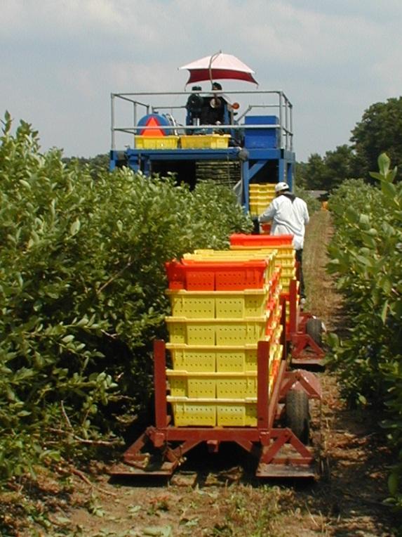 Shorten harvest intervals to reduce chance of large larvae in berries.
