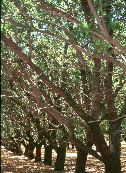 Nickels Estate Pruning Trial Unpruned trees ~ 20