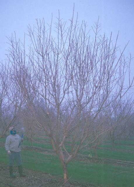 Almond Tree Pruning by the Numbers Roger