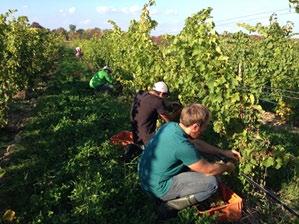 Project Focus: First Harvest at the Teaching and Demonstration Vineyard Hans Walter-Peterson Students from the Viticulture & Wine Technology program at Finger Lakes Community College (FLCC) have