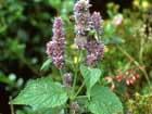 Anise Hyssop (Agastache foeniculum) - A North American member of the mint family, the leaves have a rich aniseed flavour, delicious in salads.