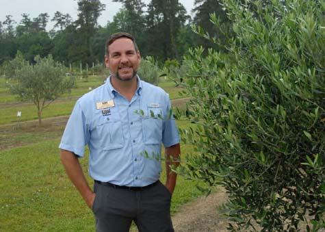 Growing Olives in Louisiana: An Initial Evaluation Jason Stagg, Dr.