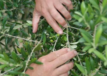Louisiana landscapes, the true edible olive (Olea europaea) is beginning to find its way into many backyard gardens and commercial landscapes.
