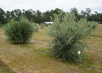 As an ornamental landscape plant, olives offer an unusual silver-green foliage color on an easily-pruned medium-sized tree.