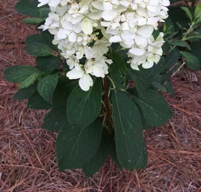 AgCenter Hammond Research Station. White Wedding is shorter growing with sturdy, upright branches. Stems support the large clusters of white blooms.