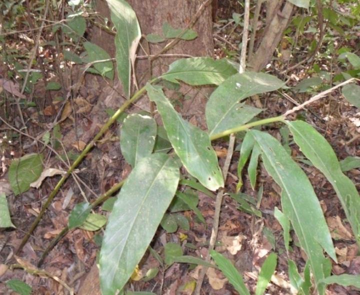 Local name: Tara English name: Not known Scientific Name: Amomum aromaticum Roxb. Genus: Amomum Family: Zingiberaceae Fig 7. Amomum aromaticum Description: A medium sized perennial rhizomatous herb.