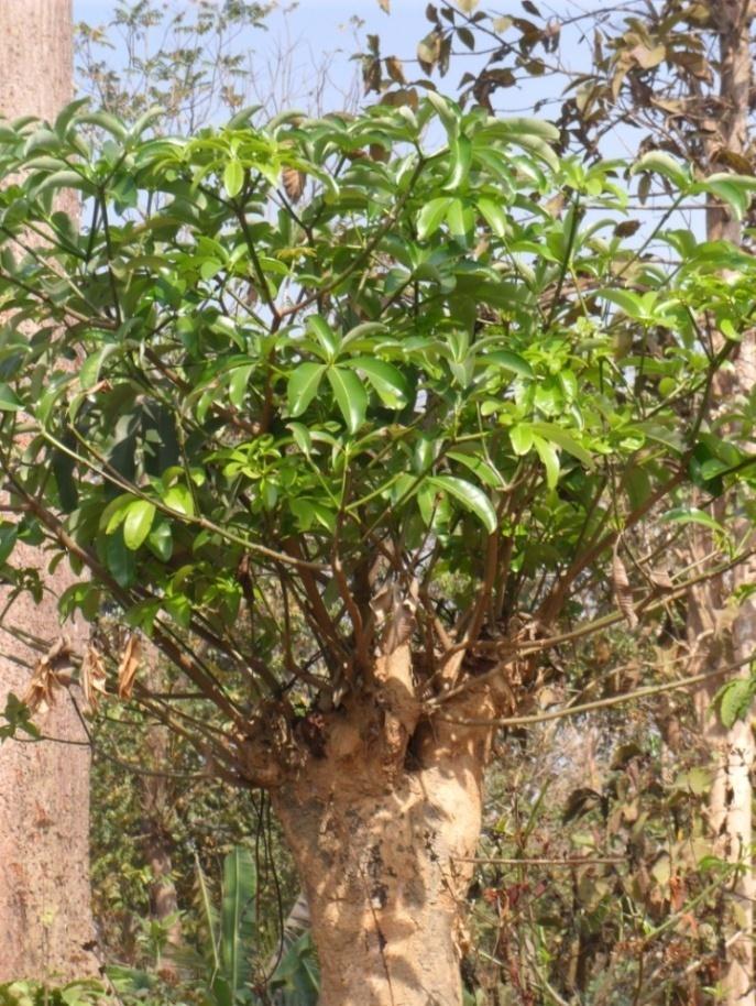 Local name: Chattim English name: Davil s tree Scientific name: Alstonia scholaries L. Genus: Alstonia Family: Apocynaceae Fig 5. Alstonia scholaries Botanical description: A tall tree.