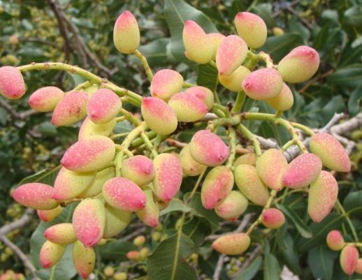 Pistachios: A Sustainable Alternative Tree-Crop in Southwest New Mexico?