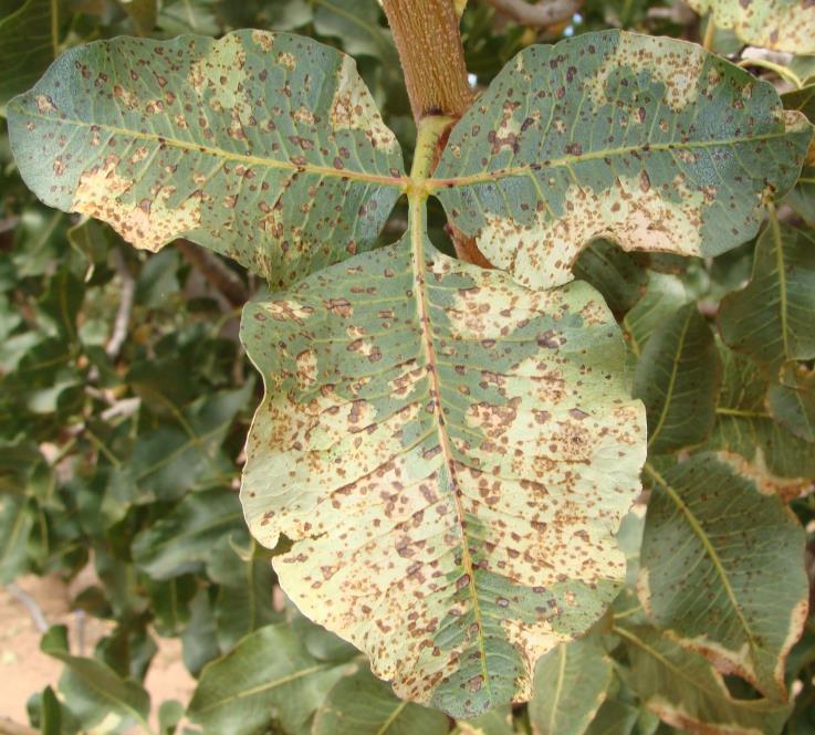 Alternaria Late Blight & Septoria Leaf Spot Fungal diseases first confirmed in