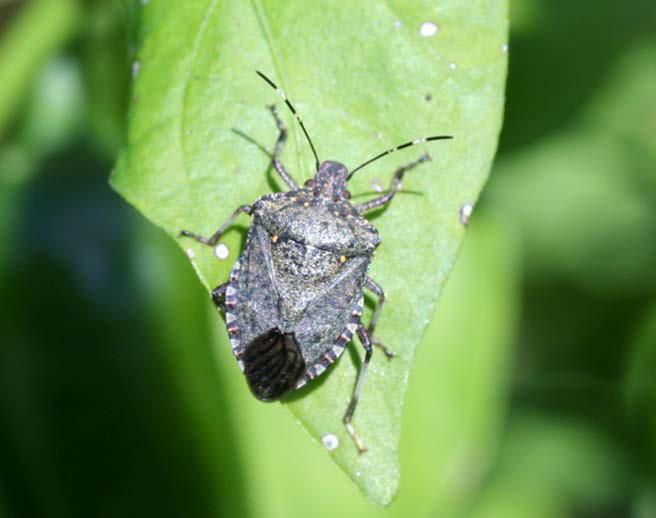 Brown Marmorated Stink Bug (BMSB) Biology and Management