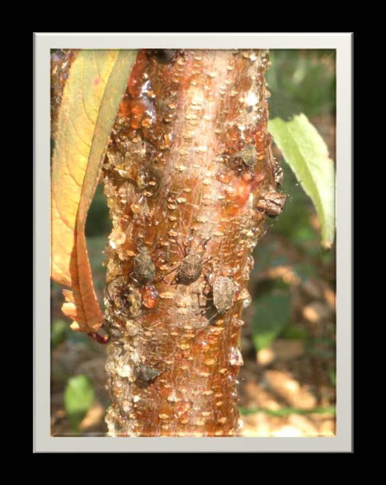 BMSB: a severe stink bug Full life cycle on fruit tree Damage adults and nymphs Diff.