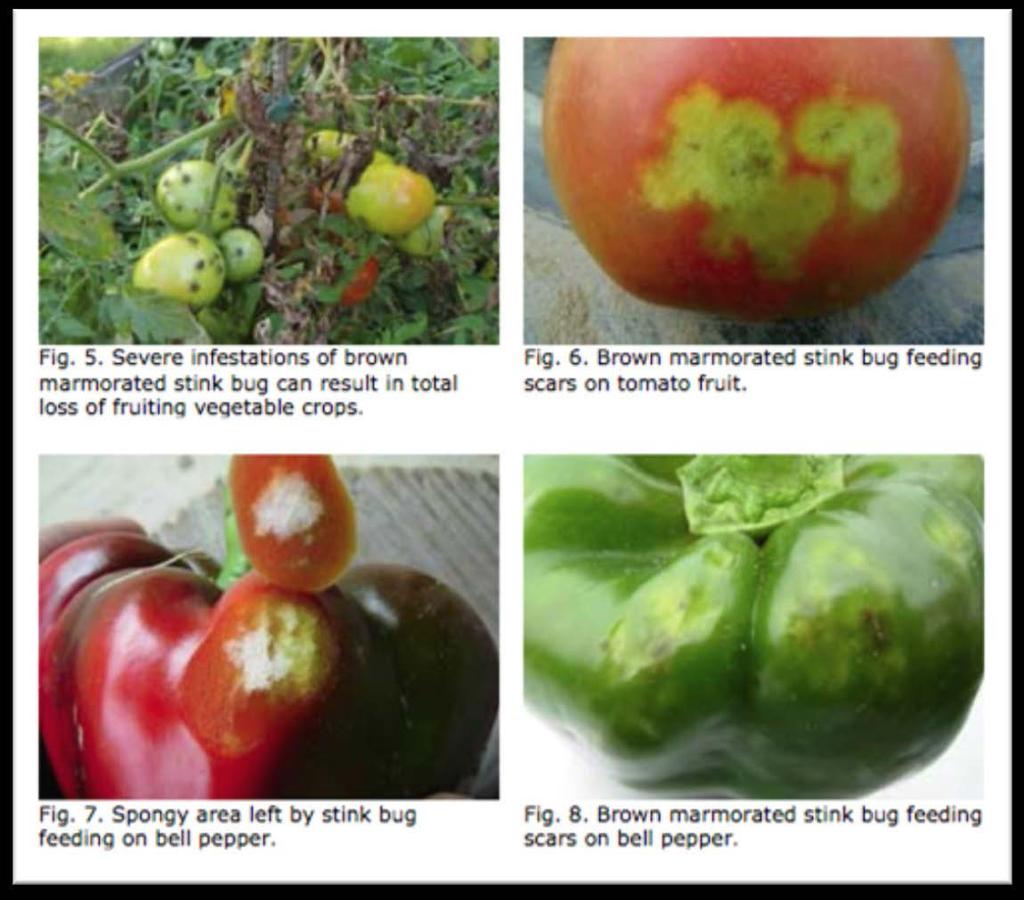 BMSB damage veg crops Stylet damage Discoloration deformation
