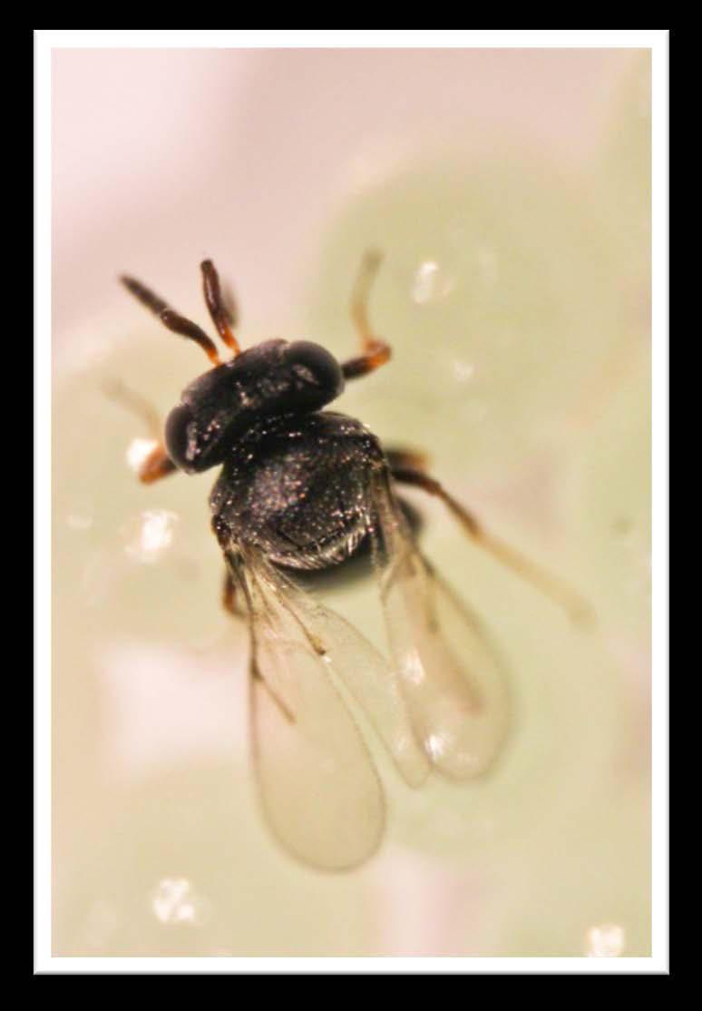 Biological Control Classical Trissolcus halyomorphae Imported egg parasitoid from Beijing Held in OSU quarantine facility Under testing: will it attack
