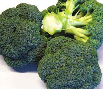 4 BRASSICA Steel This dark green, high-domed variety is sure to make an impression in the supermarkets.