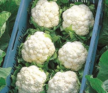 It has a vigorous and erect plant habit producing firm and heavy curds.
