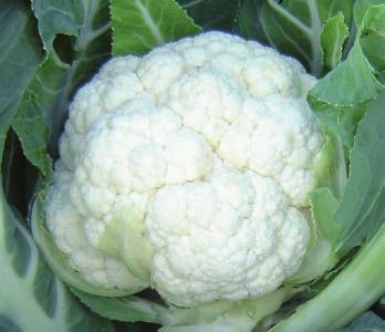 6 BRASSICA DONNER Donner has a tall, erect frame providing excellent cover.