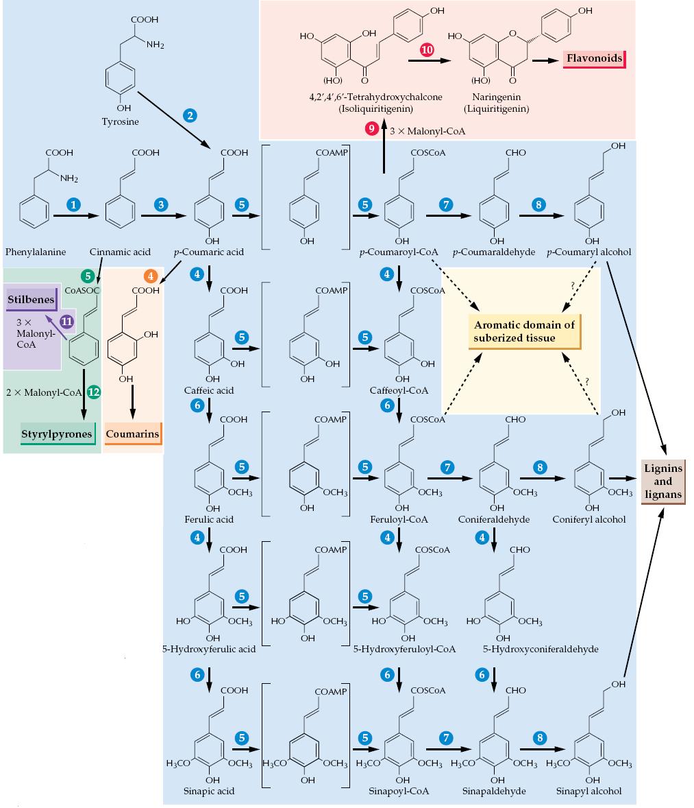 Fenilprpoanoidnim metabolizmom stvaraju se monolignoli. Konverzija p-kumarinske kiseline do sinapne i odgovarajućih CoA estera.