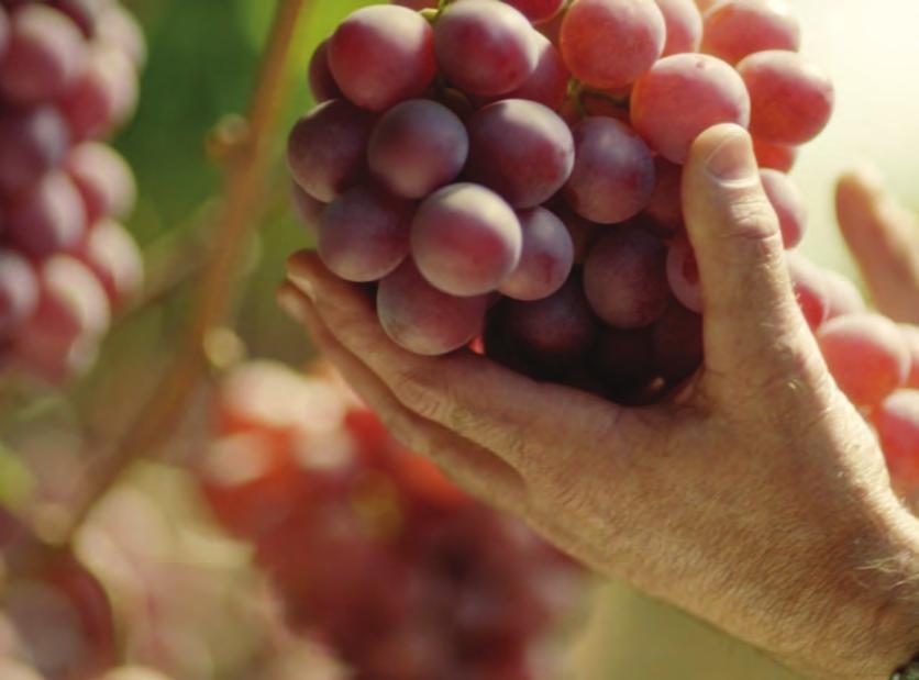 C A LI FO R N I A TA B LE G R A P E CO M M I S S I O N TRAINING GUIDE The California grape season begins in late spring when the first grapes are harvested from vines in the Coachella Valley, the
