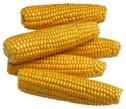 Corn Cream Style Harvest young, tender corn. Select ears containing slightly immature kernels or kernels of ideal quality for eating fresh. Can immediately, if possible. Shuck, silk and wash.