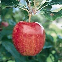 Self-fruitful and with a chilling requirement of less than 500 hours, it offers a very long shelf life compared to other apples. Zone 6-9.