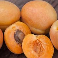 Page 4 Prunus - Apricot Harcot Apricot The sweet, juicy rich flavor of this classic apricot is hard to beat. Late midseason bloom avoids frost damage and crop loss.