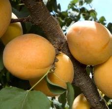Tilton Apricot Firm, medium to large fruits with rich flavor recommend this widely adapted tree as one of the best apricots for home orchards and the #1 apricot for