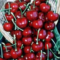 Zone 5-9. Utah Giant Cherry Boasting larger, firmer more flavorful fruits than Bing or Lambert, this dark, sweet cherry is a top choice for canning and eating fresh.