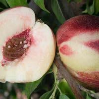 Harko Nectarine Big, showy, bright pink flowers are a spring wakeup call for your garden and landscape.
