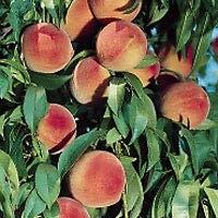 Reliance Peach Rely on this late blooming, very cold hardy variety to produce bountiful crops of sweet, juicy, and delicious yellow freestone fruits that are ready to harvest two to three weeks