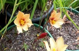 (MP) Freesia fergusoniae 3 bulbs $5.00 Beautiful cream flowers, the lower petals marked with yellow-orange.