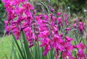 Gladiolus alatus 5 bulbs $5.00 Dwarf species which bears spikes of bright orange, green and yellow flowers in spring.