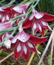 00 The true species with spikes of stunning dainty flowers of a very vivid dark red, nicely marked with white on the lower petals,