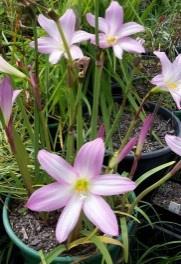 00 Beautiful pink rain lily with upright stems of large, slightly funnel shaped pink flowers, with flared petals and green throats.
