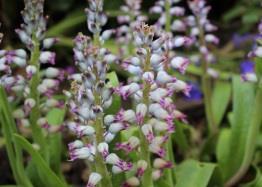 Lachenalia splendida FEW Spikes of pale violet-blue flowers with darker mauve tips in spring.