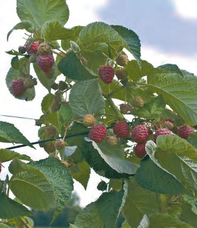 The plant has good vigor and has shown no evidence of foliage disease issues. The large fruit has very good appearance with a high gloss and very good firmness.