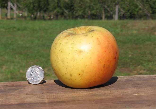 Page 2 Alamance County 4-H Fall Plant Sale Apple Trees (1 gallon containers, $18 each) *two varieties needed for pollination Aunt Rachel (Heirloom) This apple is a local variety originating in