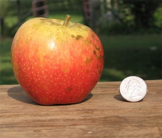 It is a light red-colored apple that is sweet and firm. The tree has good disease resistance and is precocious. The apples ripen in early to mid September and will store well for a few weeks.