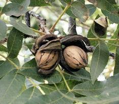 Page 3 Pecan Trees (containerized, $35 each) *two varieties needed for pollination Pawnee Large nut with soft shell. Excellent quality, good yields, ripens early and bears nuts at a young age.