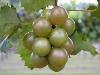 Noble Black; fruit are small in size, very large clusters, very high yields, ripen mid season with a wet stem scar.